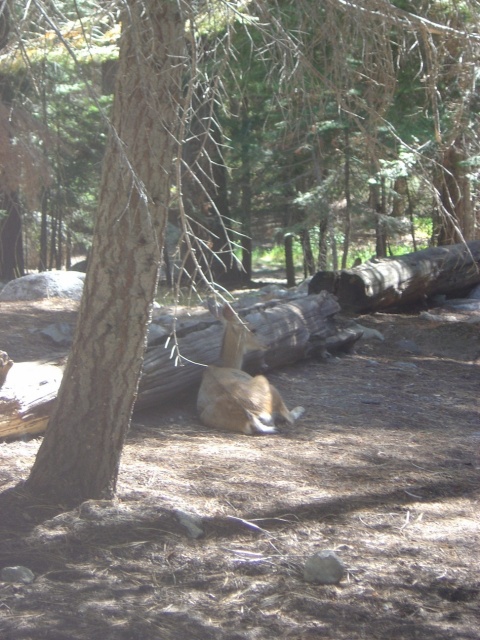 deer at camp