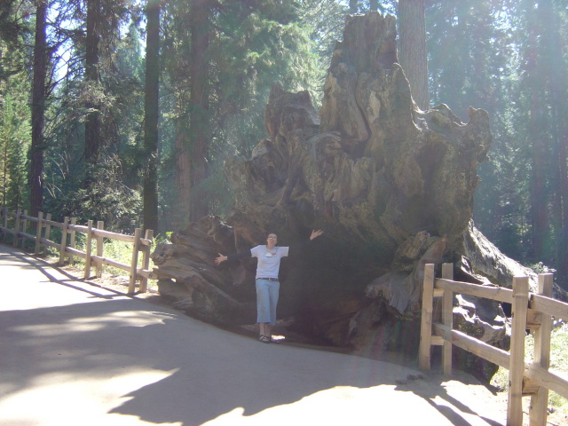 giant sequoia bar 1