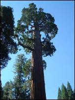 giant sequoia tree 1