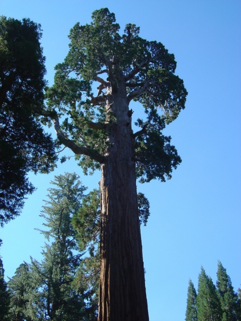 giant sequoia tree 1