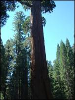 giant sequoia tree 2