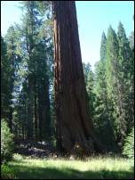 giant sequoia tree 3