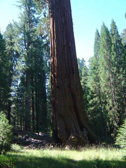giant sequoia tree 3