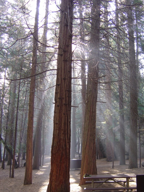 sunlight through forest fire smoke and trees