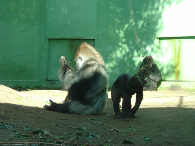 gorilla groom
