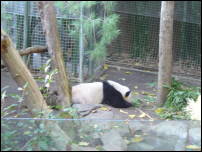 panda flop