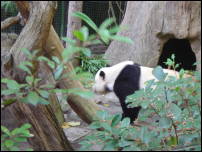 panda lurk