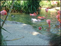 pink plover 2