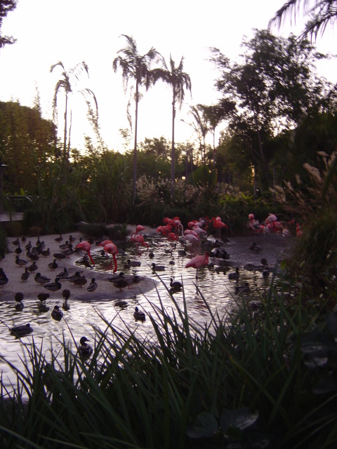 the magic hour + flamingoes 2