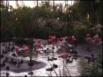 the magic hour + flamingoes