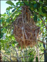weaver bird nest 2