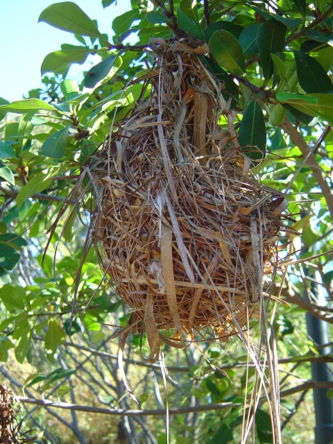 weaver bird nest 2