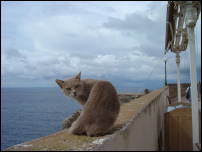 bonifacio wall cat