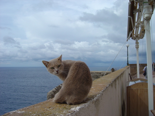 bonifacio wall cat