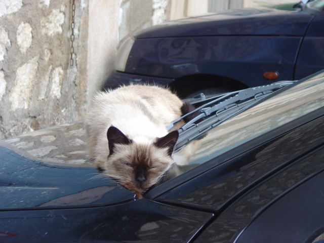 sleeping cat on bonnet