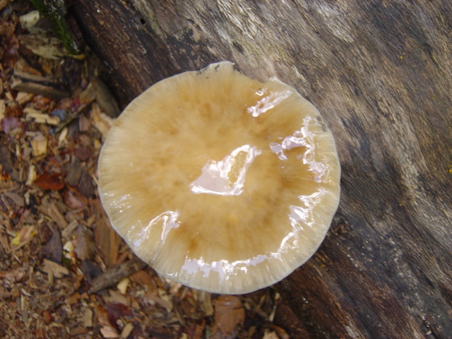 slimy fungus