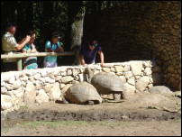 tortoises 1