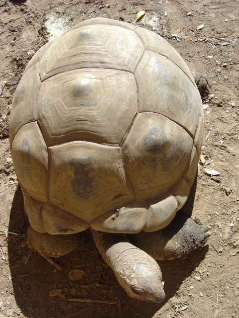 tortoises 2