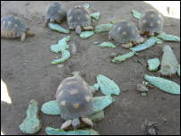 tortoises 4
