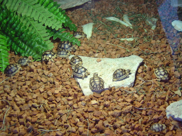 tortoises 5