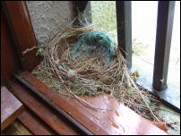 windowsill nest 1
