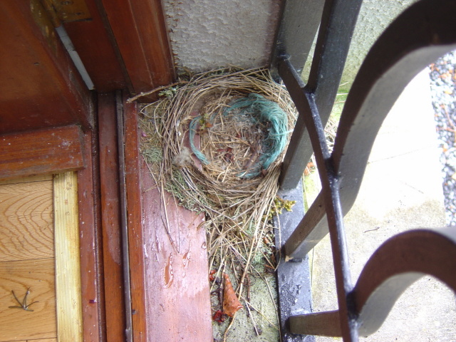windowsill nest 2