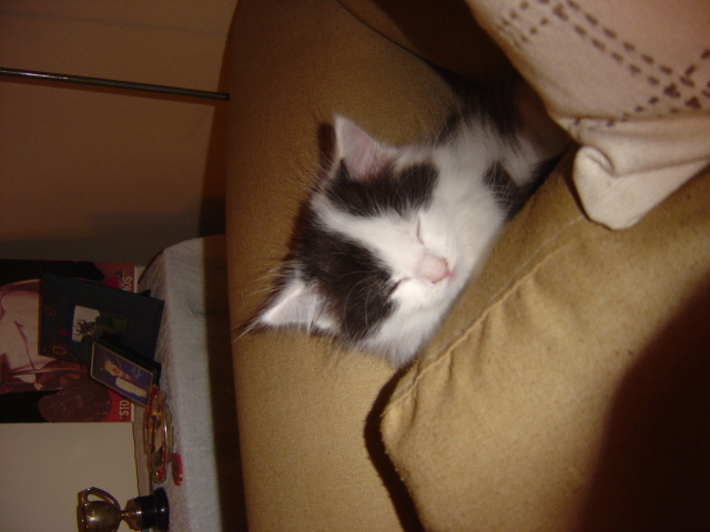 snoozing behind cushion