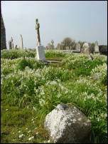wild garlic in graveyard 1