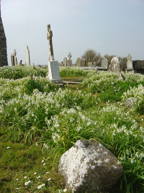 wild garlic in graveyard 1