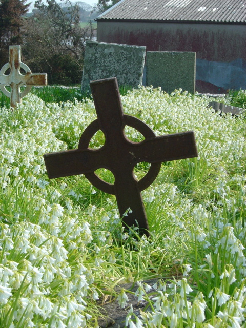 wild garlic in graveyard 7