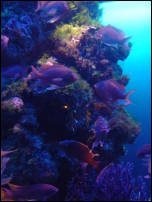 manaco aquarium 2