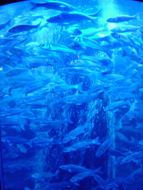 manaco aquarium 3