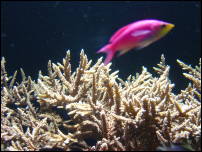 manaco aquarium 5