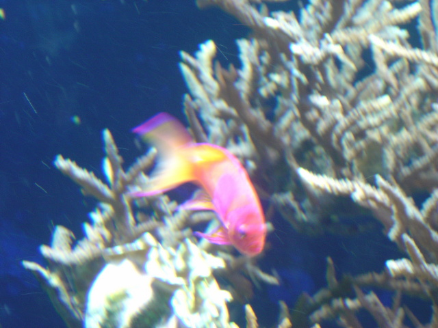manaco aquarium 6