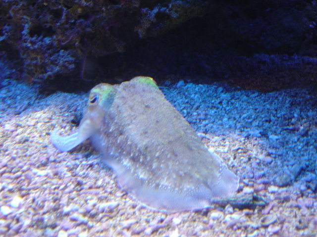 manaco aquarium cuttlefish