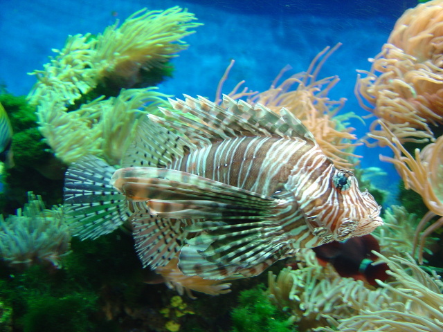 manaco aquarium scorpionfish