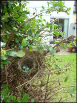 2007 07 Nest